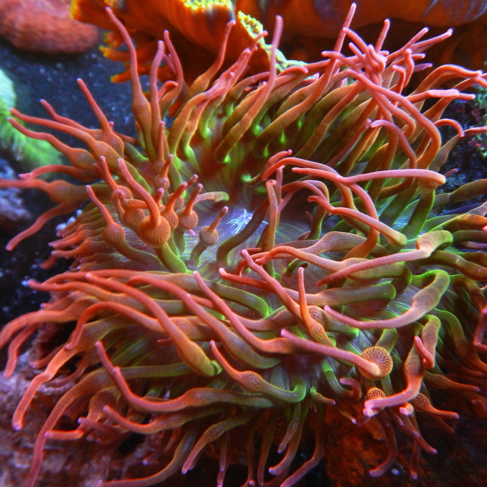 Anemones - Marine Invertebrates