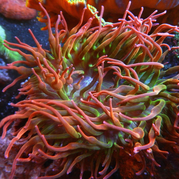 Rainbow Bubbletip Anemone *