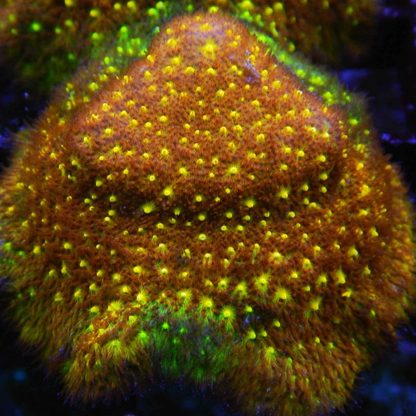 Rainbow Psammocora Coral *