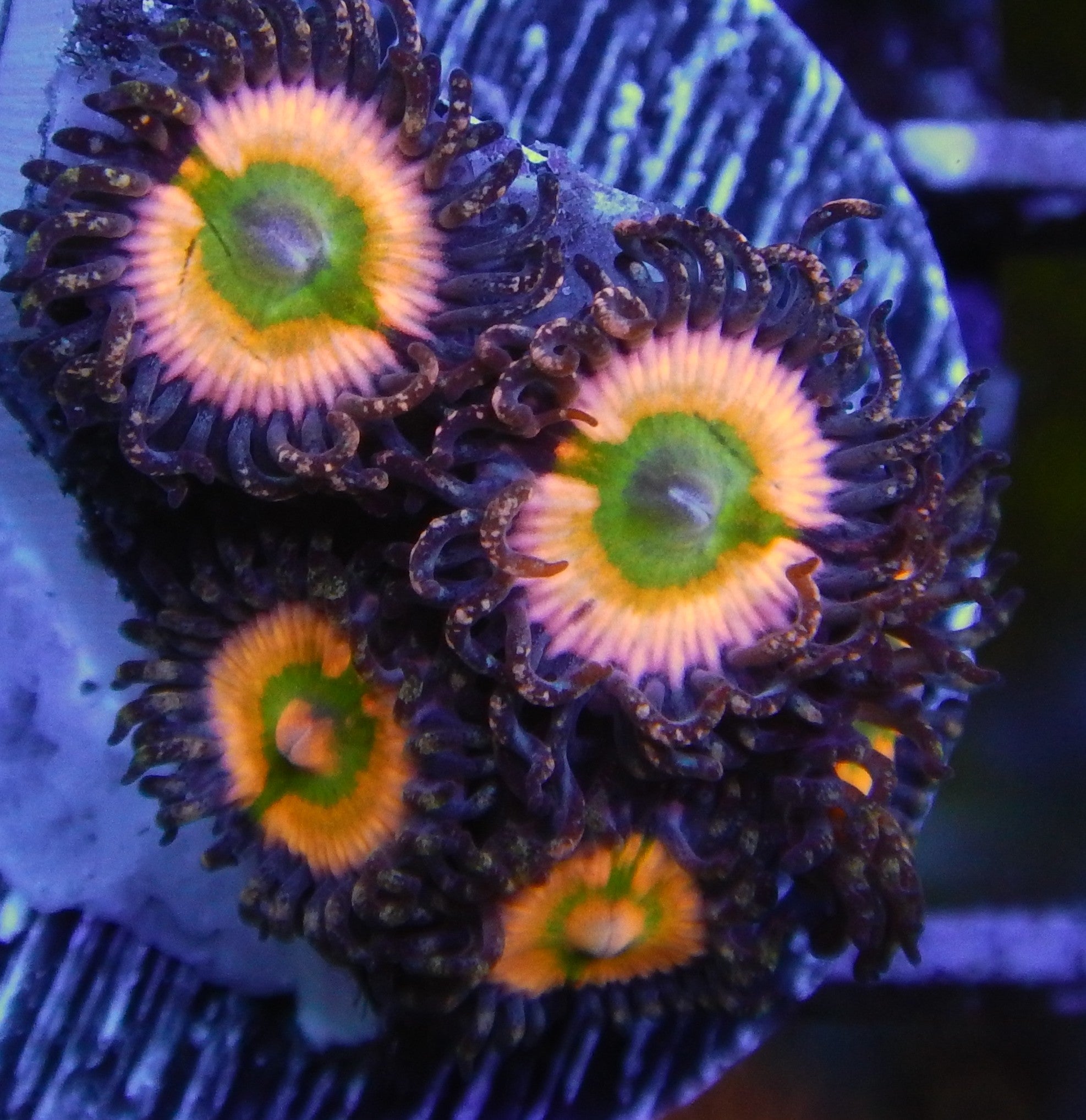 Rainbow Infusion Zoas  TFT