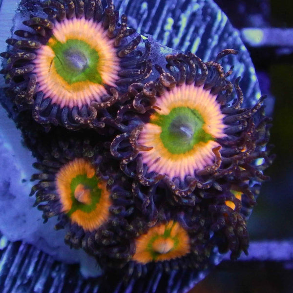 Rainbow Infusion Zoanthid Coral *
