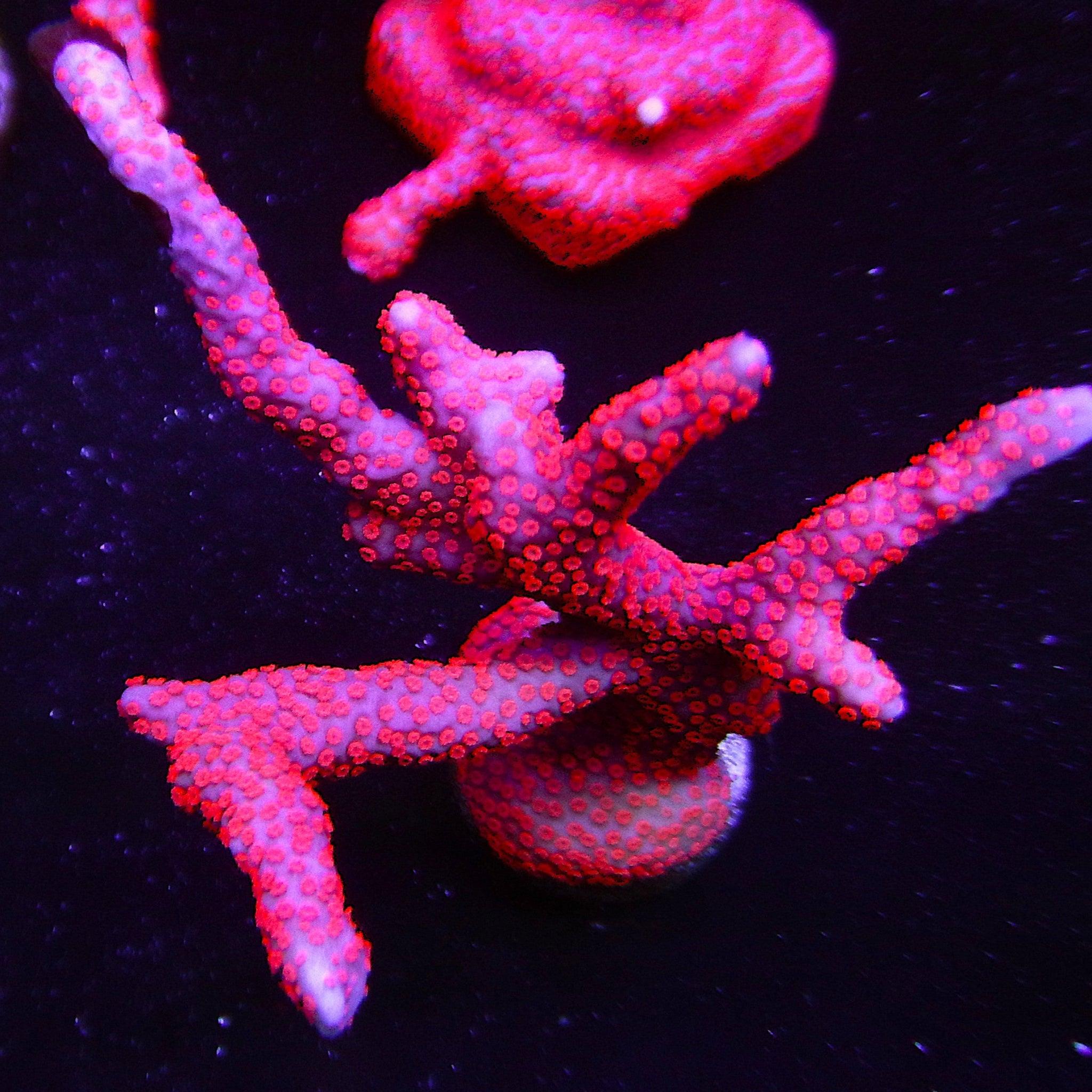 Bubblegum Digitata Montipora ^