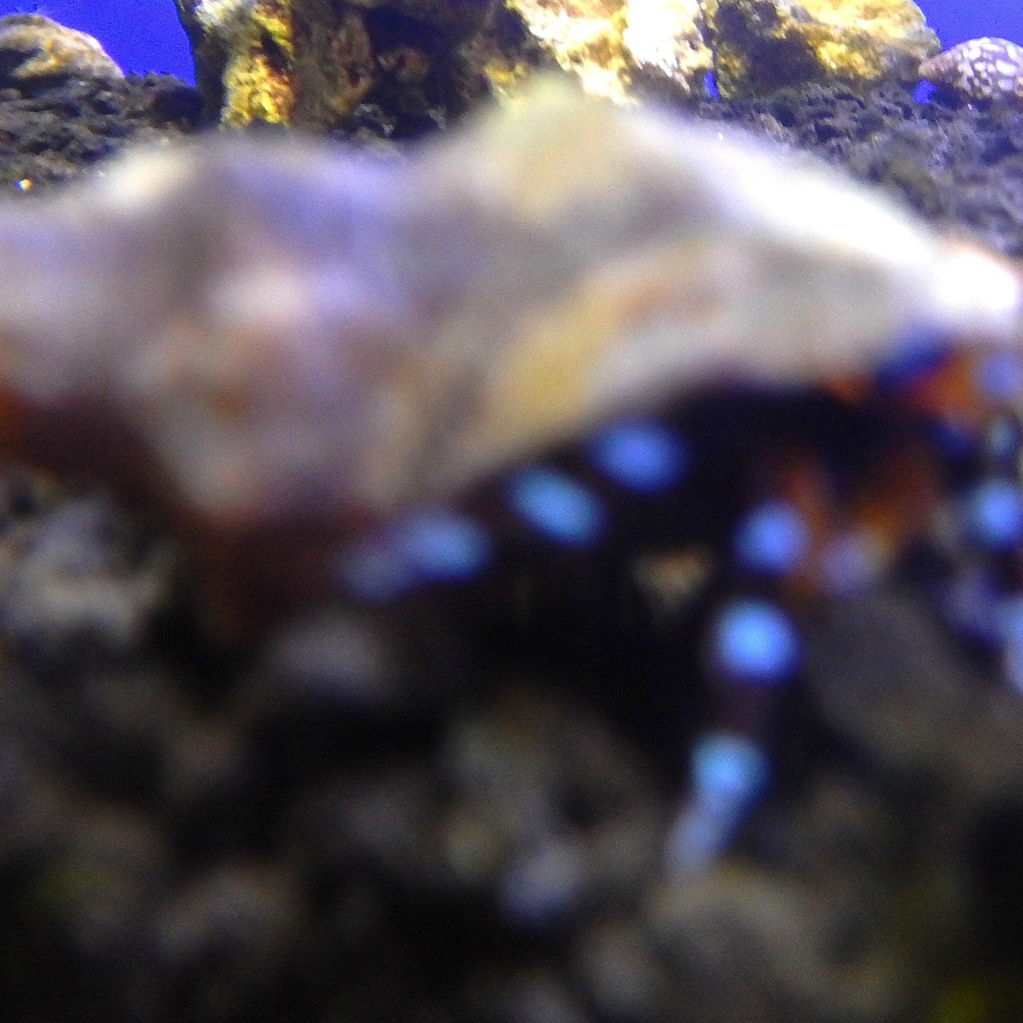 Blue Knuckle Hermit Crab *^
