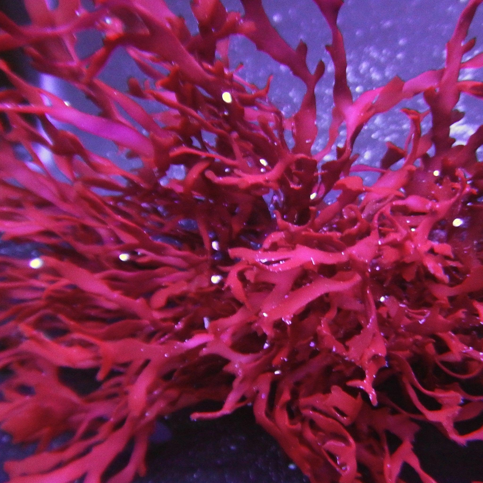 Red Pom Pom Gracilaria