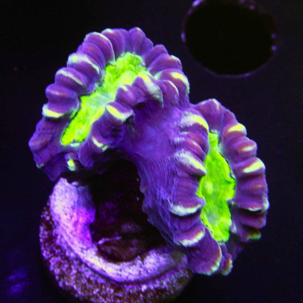 Purple Candy Cane Coral