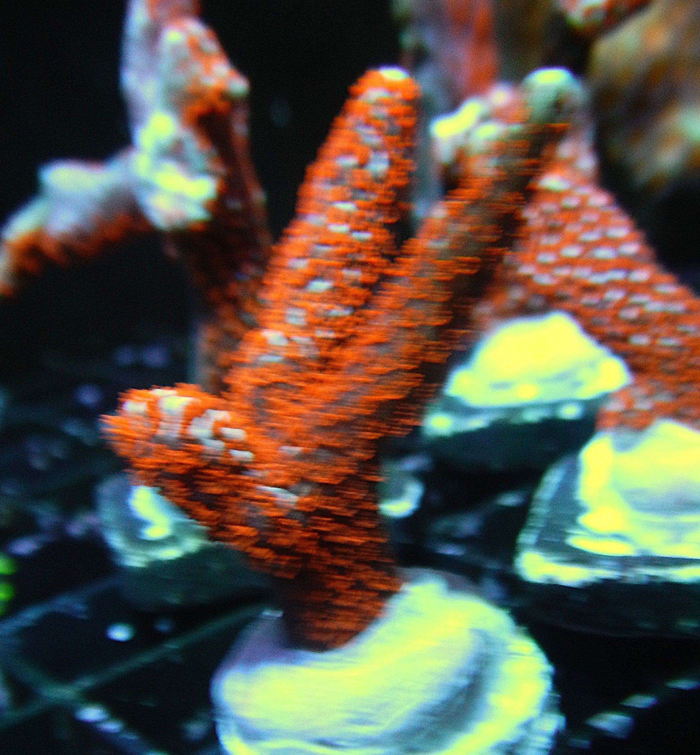 Bubblegum Digitata Montipora