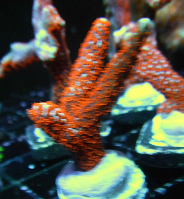 Bubblegum Digitata Montipora Coral