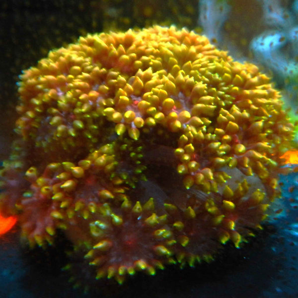 Red Yellow Goniopora Coral