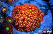 Red Yellow Goniopora  CFC