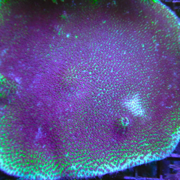 Sand Dollar Porites Coral *