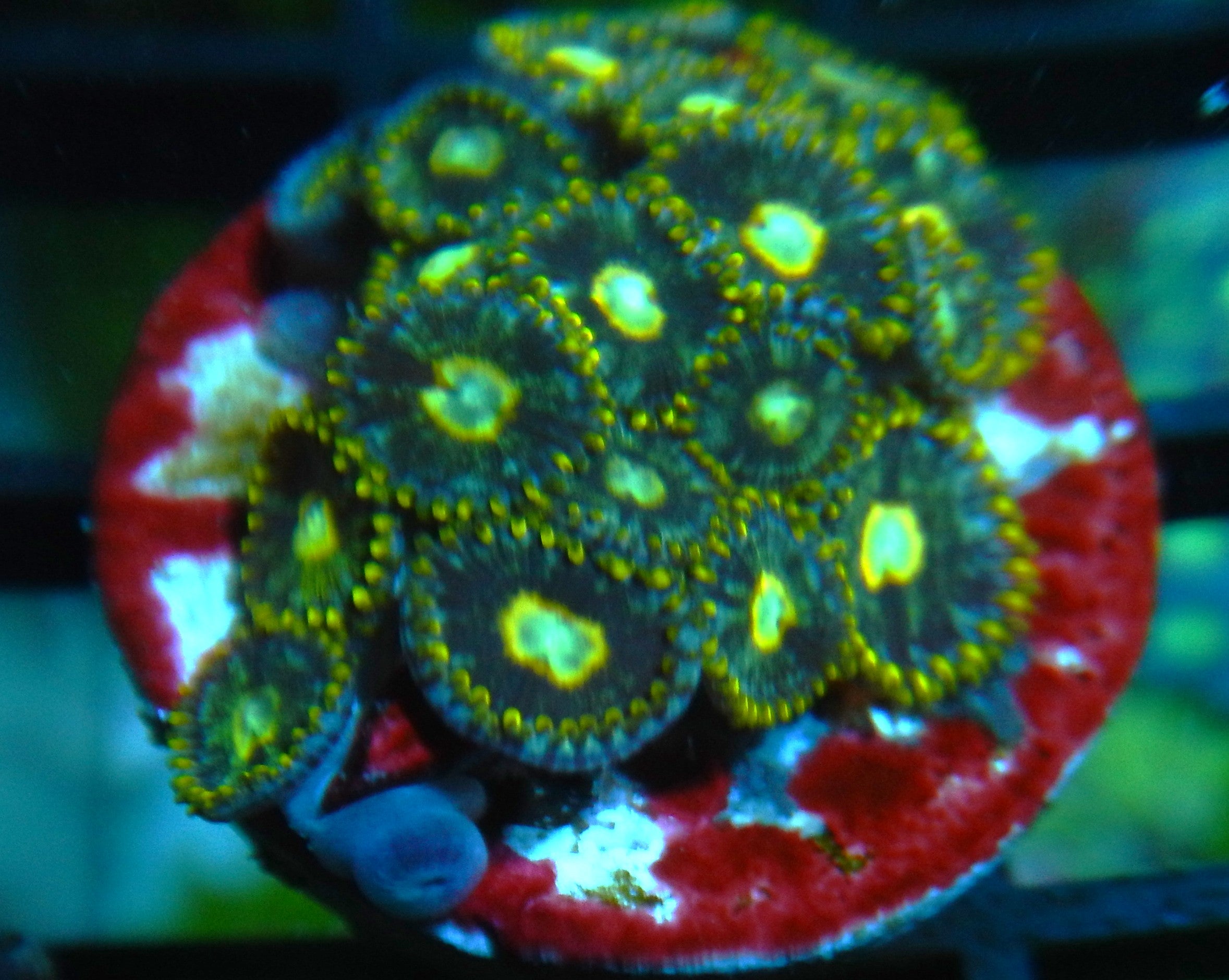 Scramble eggs Zoa  CFC