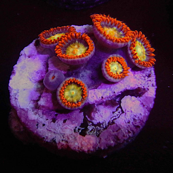 ECC Shatterfield Zoanthid Coral