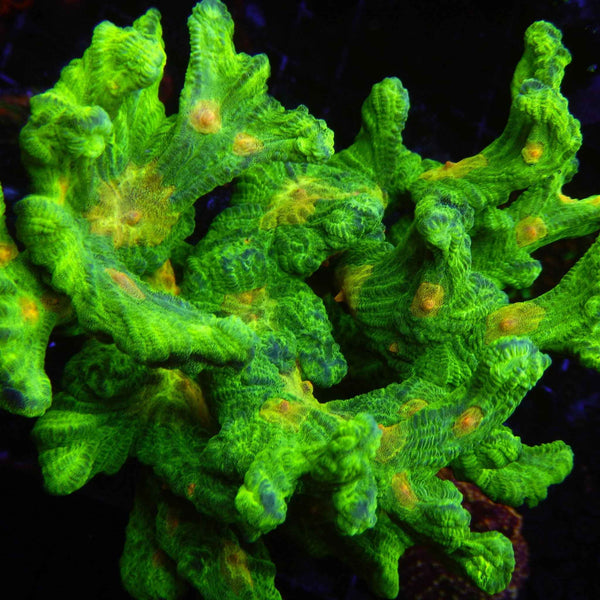 Space Invader Pectinia Coral *