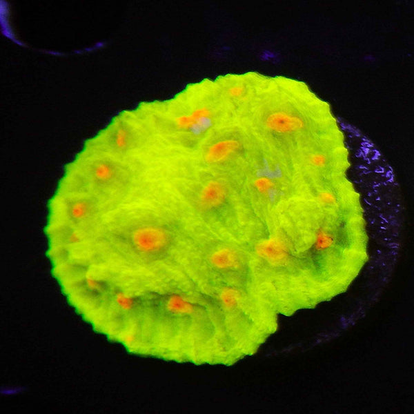 Space Invader Chalice Coral