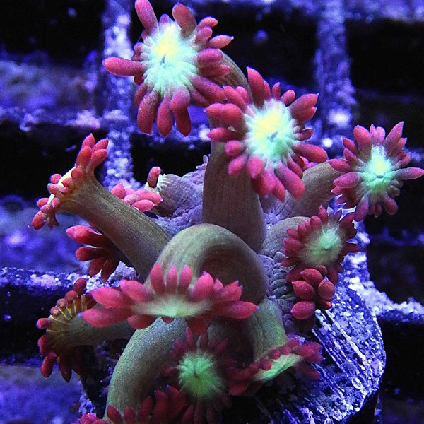 Spiderverse Goniopora Coral *