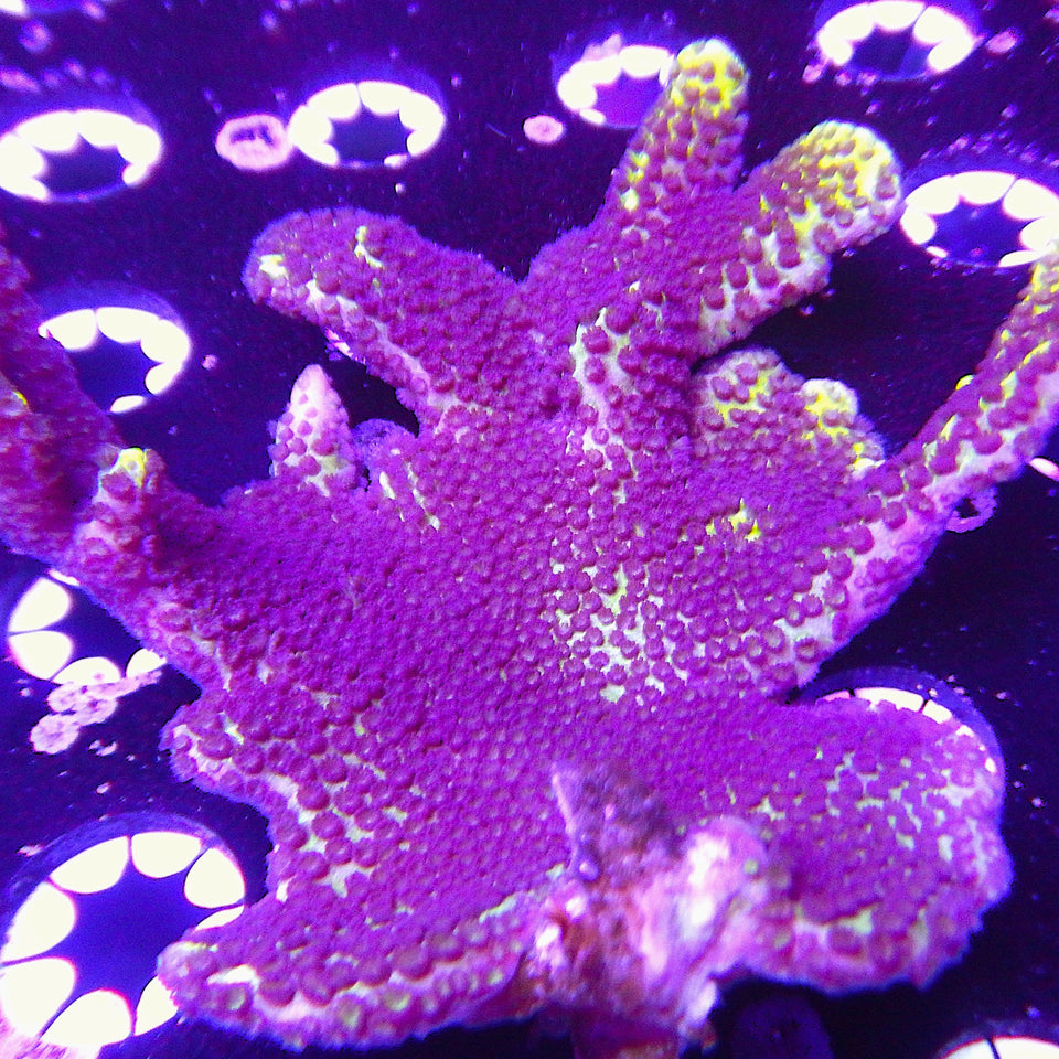 Montipora Corals