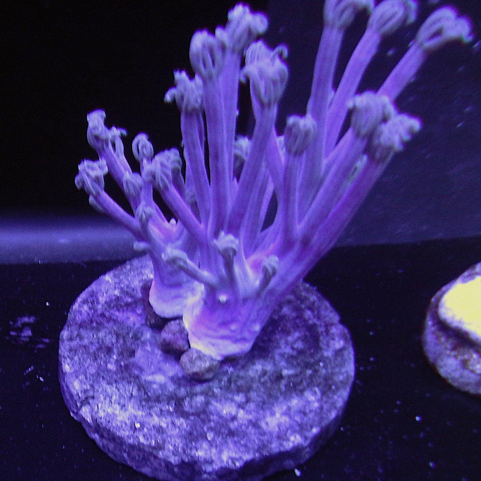 Xenia Corals