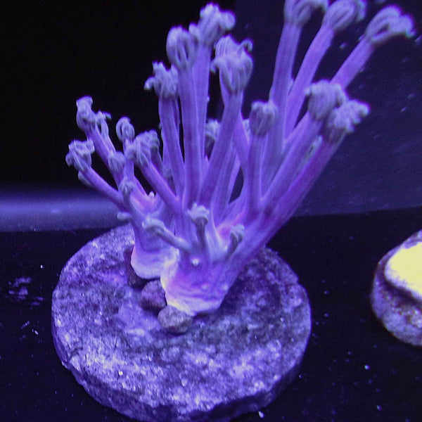 ECC Starlight Cespitularia Coral