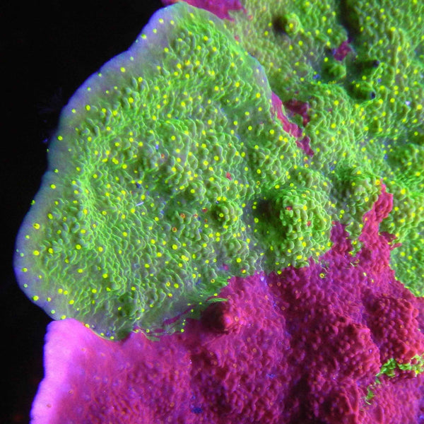 Sunfire Grafted Montipora Coral *