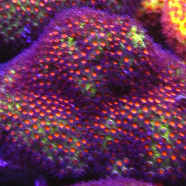 Sunset Stylocoeniella Coral *