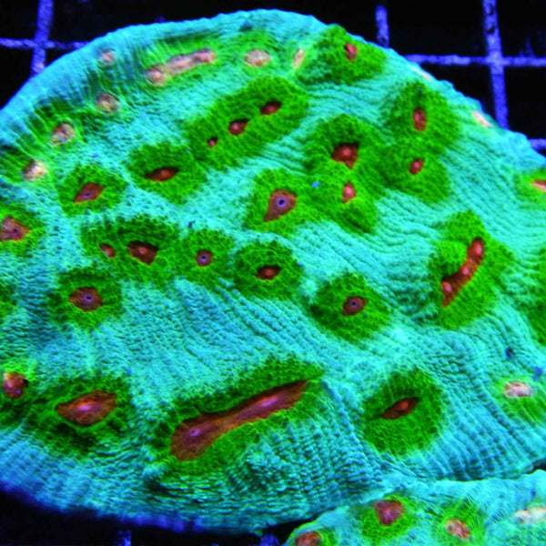 TFT Kracken Chalice Coral *