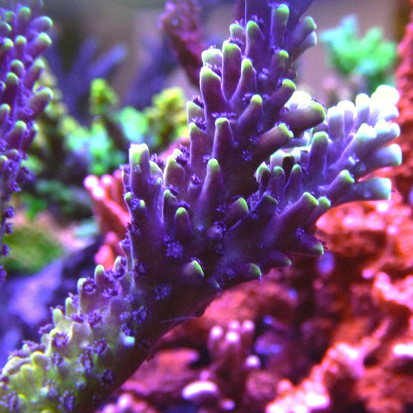 Pink Cadillac Acropora Coral *