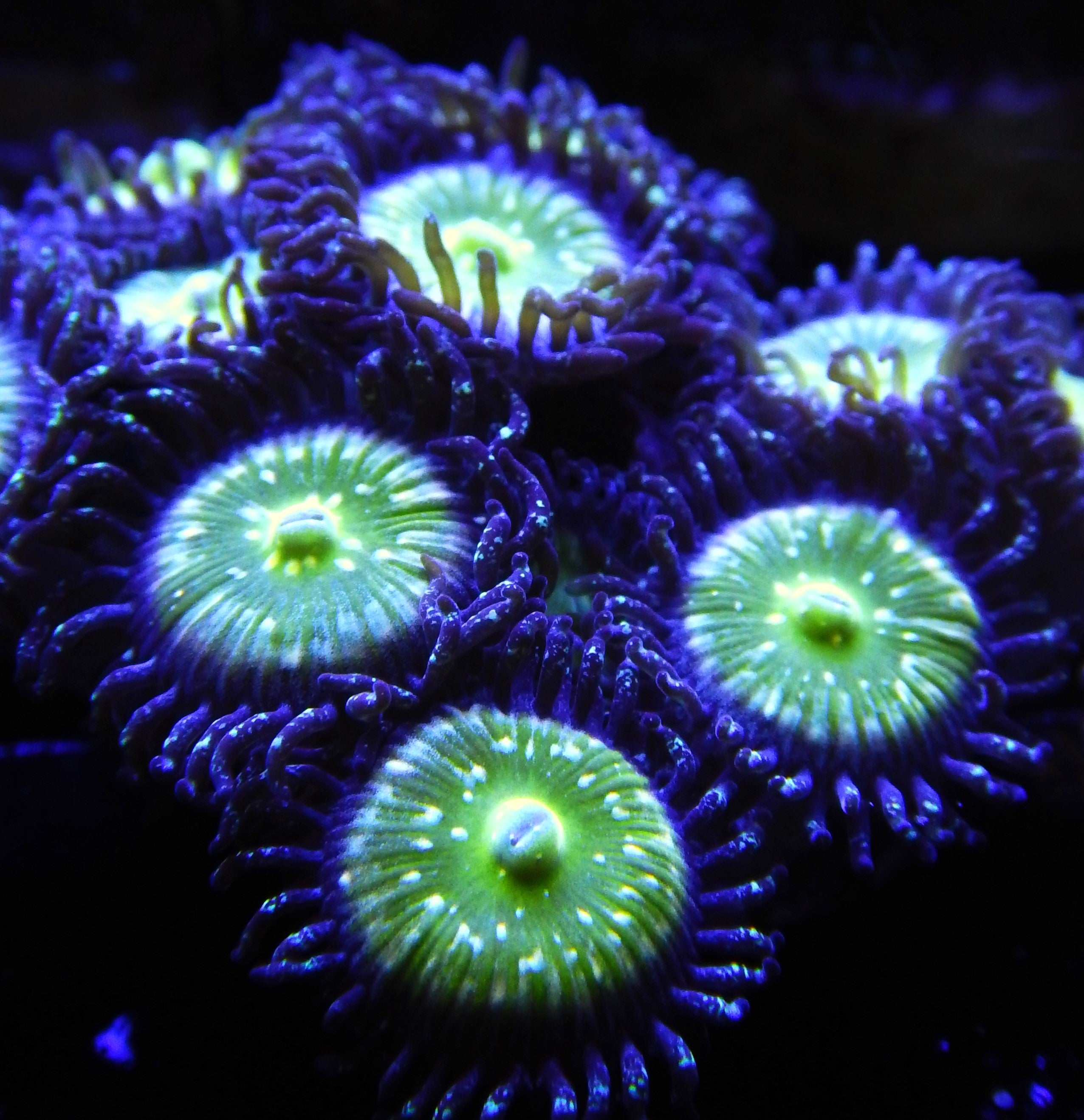 TSA Frozen Apples Zoas  TFT