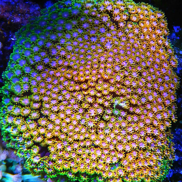 TSA Laffy Taffy Goniopora Coral *