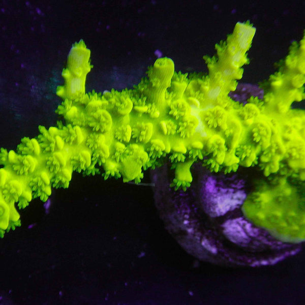 TSA Banger Acropora Coral