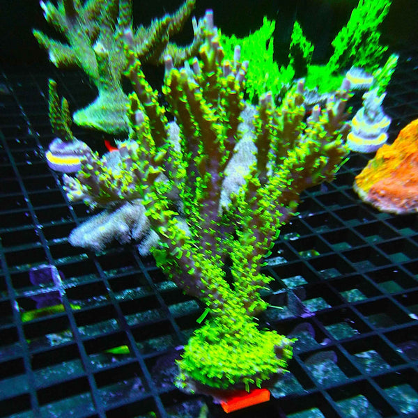 TSA The Fuzz Acropora Coral