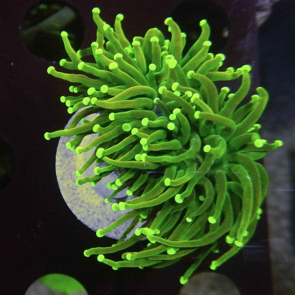 Holy Grail Variant Torch Coral