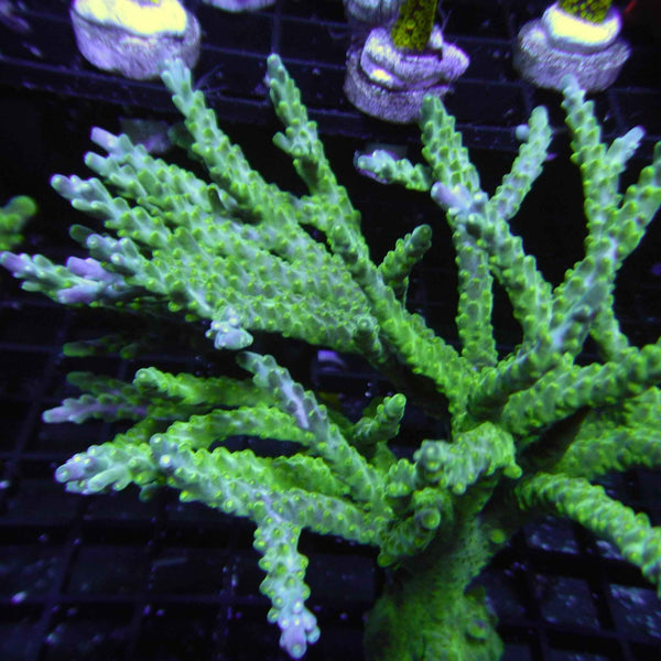 Tricolor Valida Acropora Coral