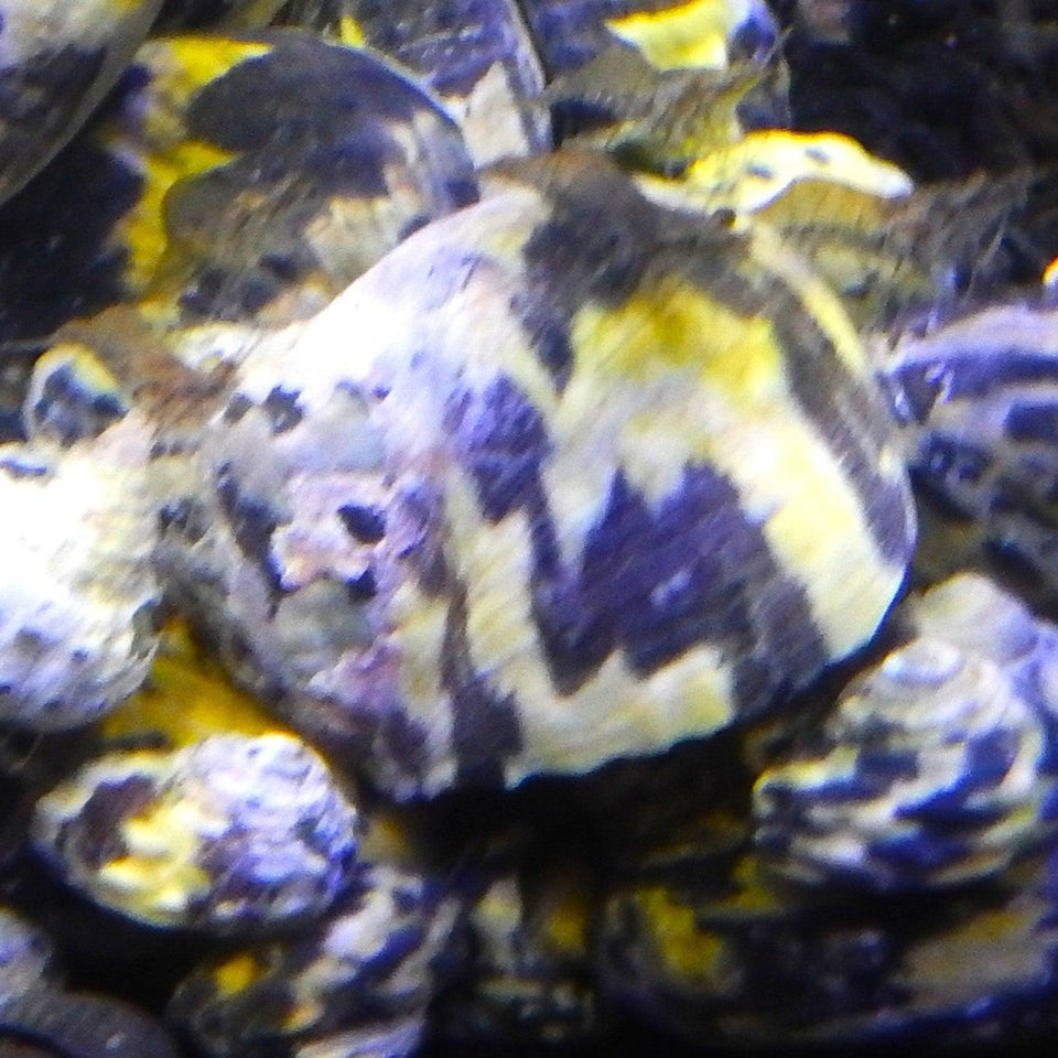 Snails