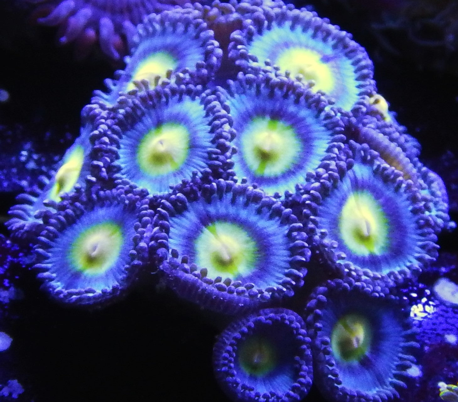 WWC Aoi Zoas  TFT