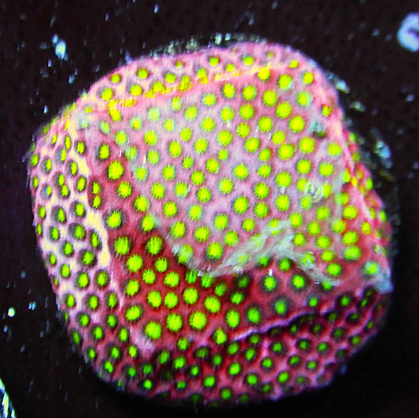 WWC Electric Daisy Stylocoenilla Coral