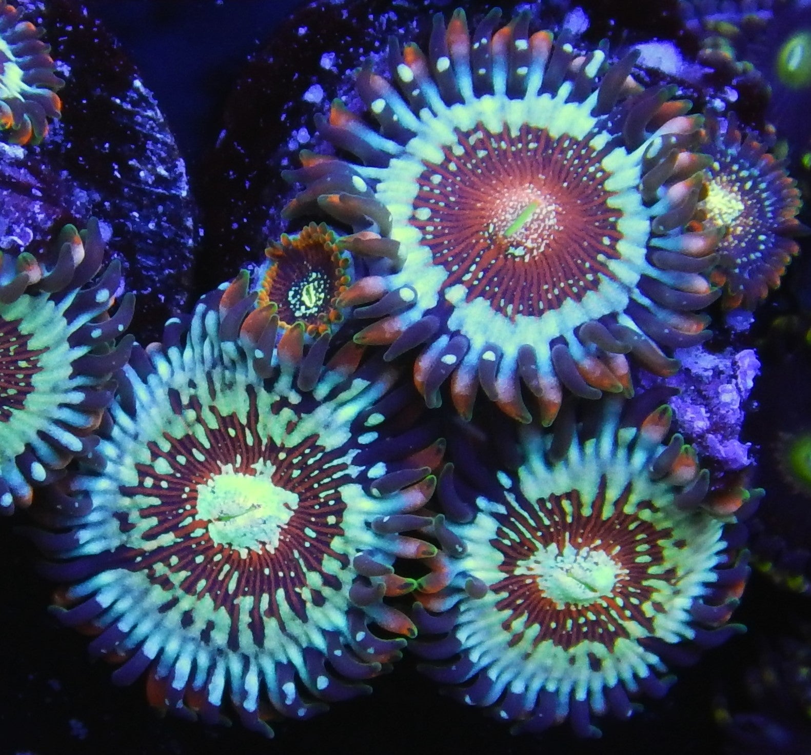 WWC Salted Agave Zoa  TFT