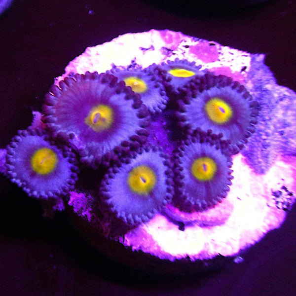 WWC AOI Zoanthid Coral