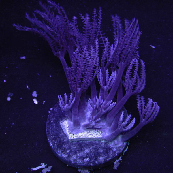 Waving Hand Anthelia Coral