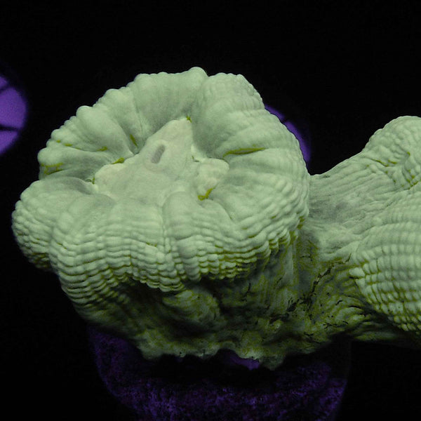 White Candy Cane Coral