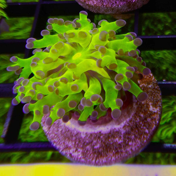 Yellow Green Frogspawn Coral