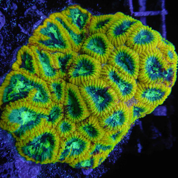 Yellow Submarine Favia Coral *
