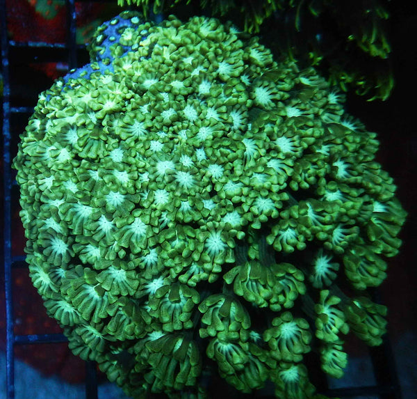 Yellow white Daisy Alveopora Coral