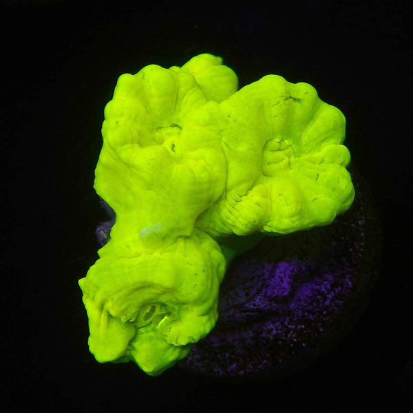 Yellow Candy Cane Coral