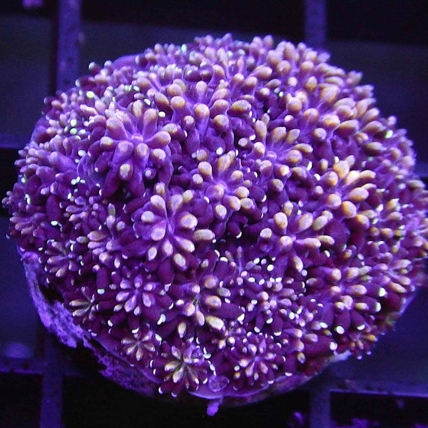 ECC Yellow Passion Galaxea Coral