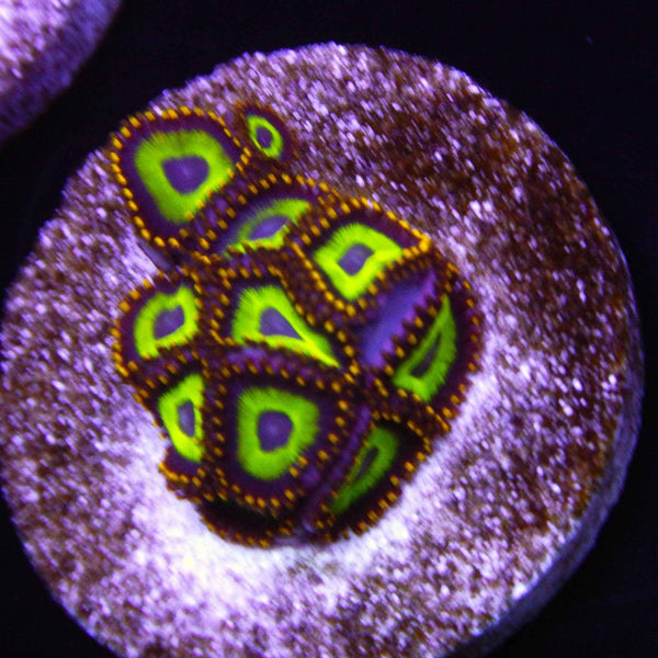 Green Eye Zoanthid Coral