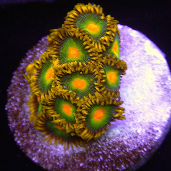 Green Bay Packers Zoanthid Coral
