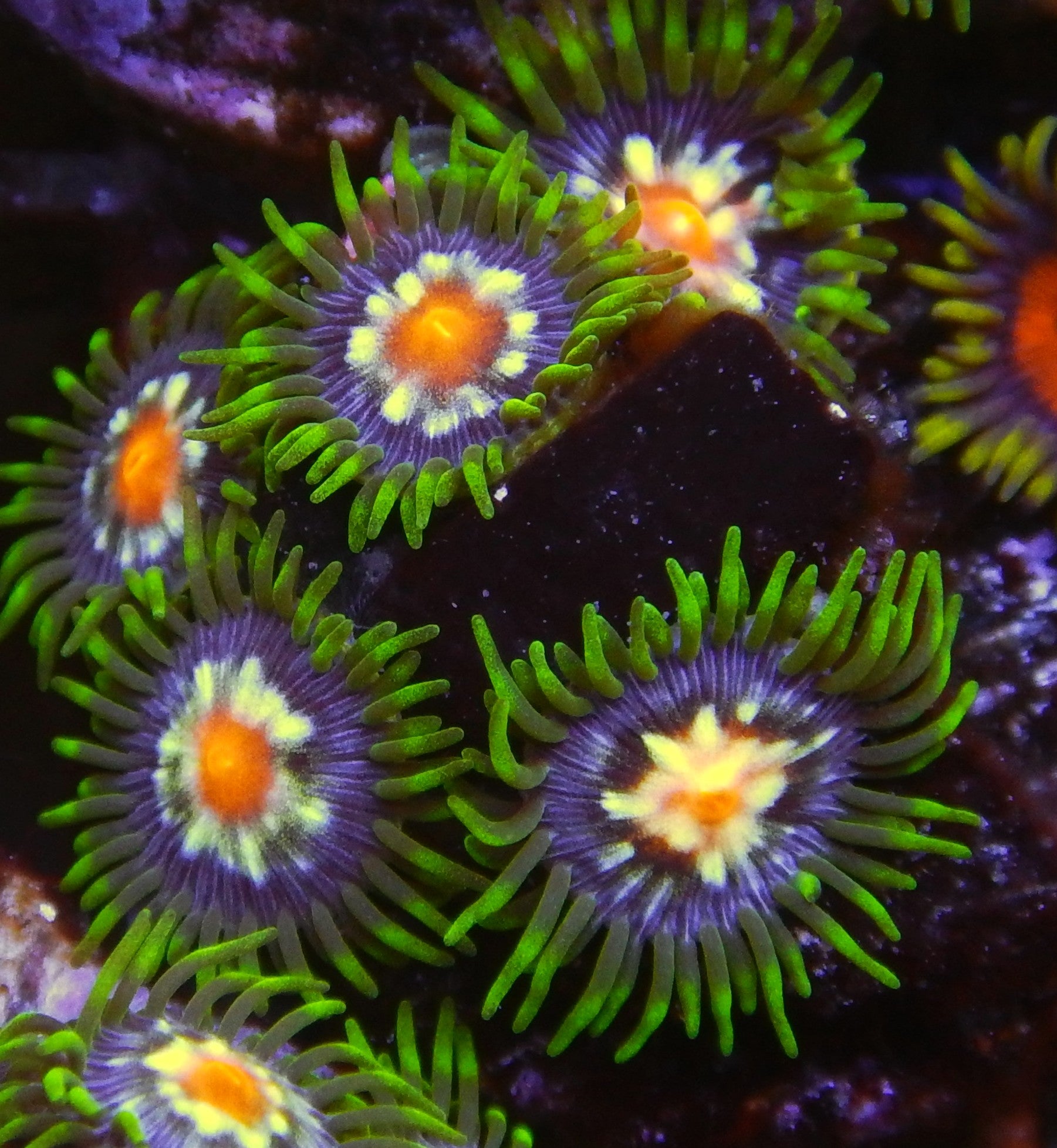 Daisy Cutter Zoas  TFT