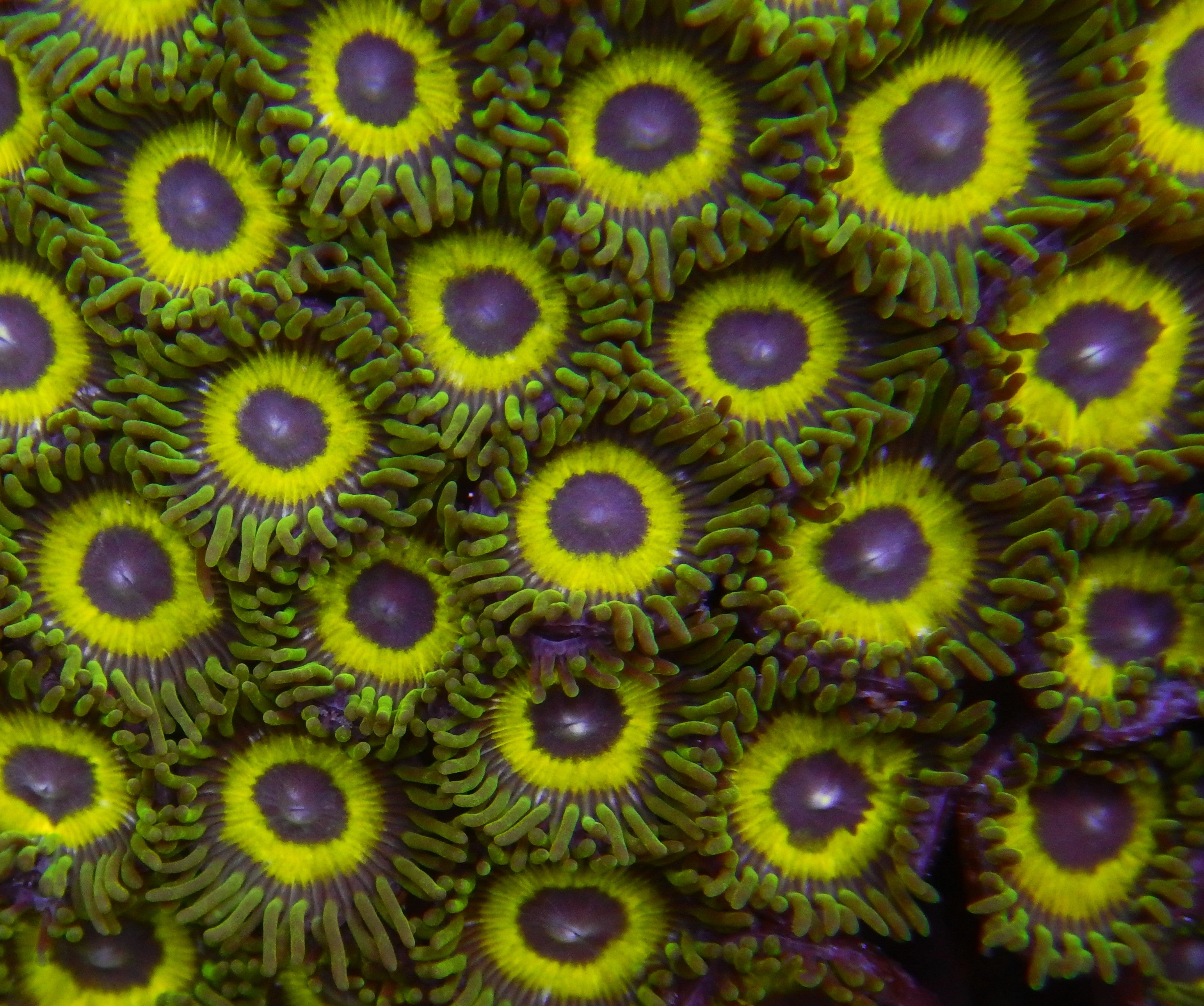 Emerald City Zoas  TFT