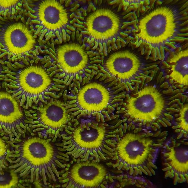 Emerald City Zoanthid Coral *