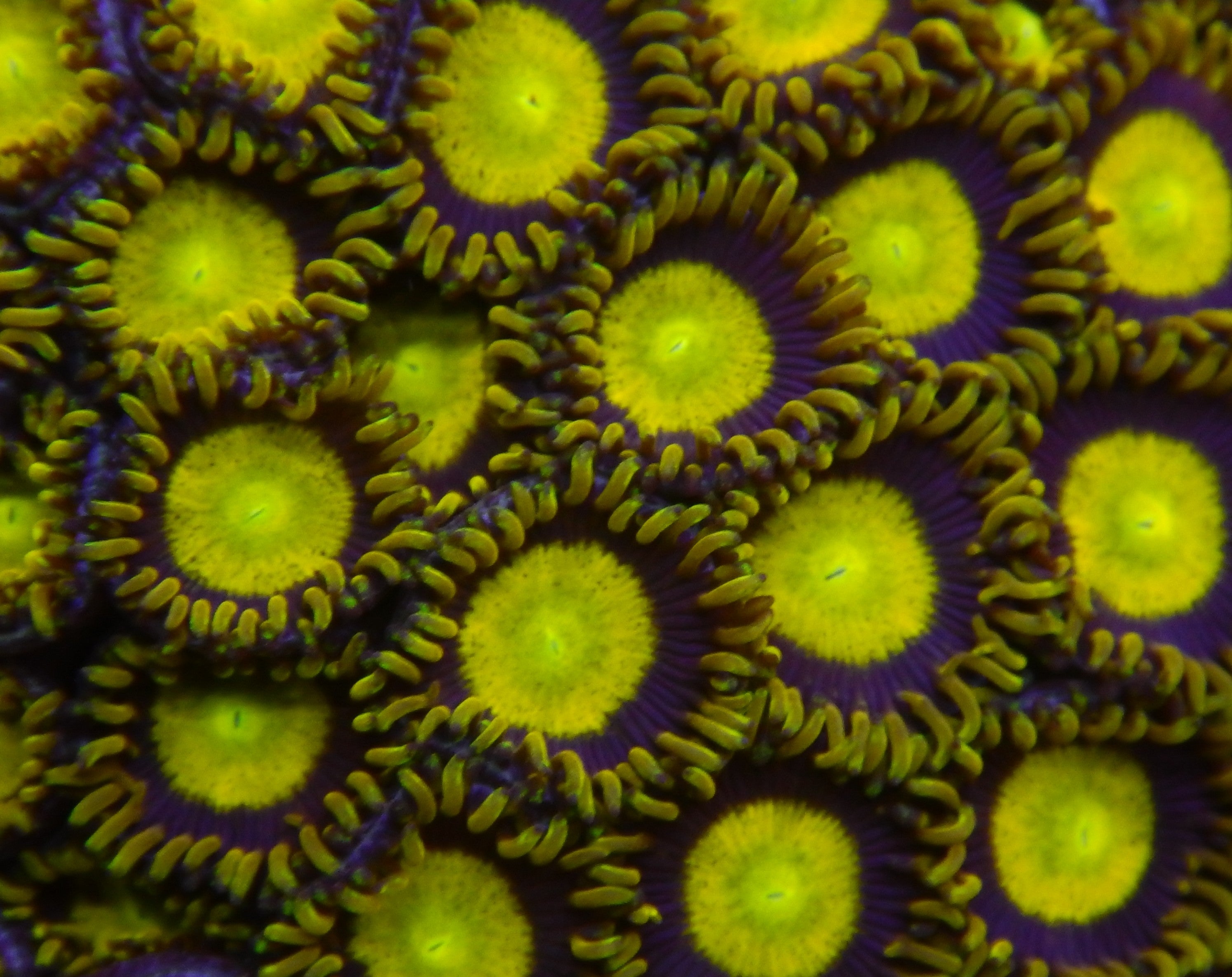 King Midas Zoas  TFT